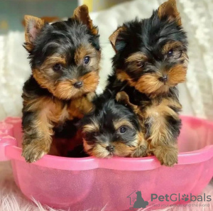 Photo №1. yorkshire terrier - à vendre en ville de Франкфурт-на-Майне | négocié | Annonce №73995