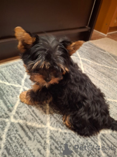 Photo №4. Je vais vendre biewer yorkshire terrier, yorkshire terrier en ville de Riga. annonce privée, de la fourrière, éleveur - prix - 600€