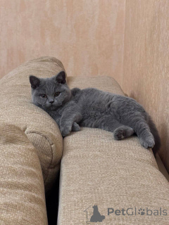 Photo №2 de l'annonce № 166824 de la vente british shorthair - acheter à Allemagne éleveur