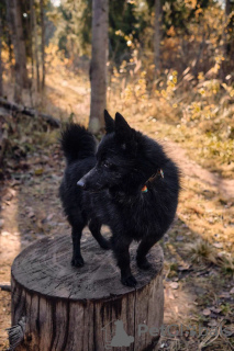 Photos supplémentaires: Schipperke Venya est à la recherche d'un logement.