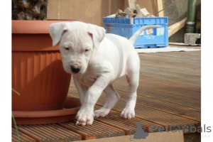 Photo №1. dogue argentin - à vendre en ville de Bouchère | 450€ | Annonce №169437