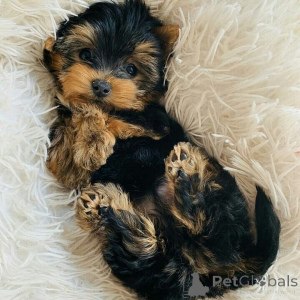 Photo №1. yorkshire terrier - à vendre en ville de Baumur | 368€ | Annonce №158729