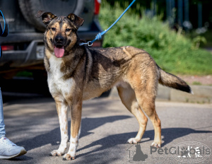 Photos supplémentaires: Bim, un jeune chien joyeux, cherche un foyer.