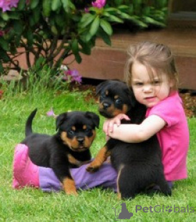 Photo №1. rottweiler - à vendre en ville de Monaco | négocié | Annonce №176177