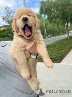 Photo №1. golden retriever - à vendre en ville de Cologne | négocié | Annonce №158048