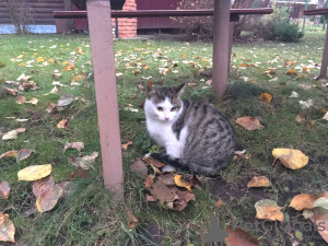 Photos supplémentaires: La chatte adolescente affectueuse Trisha cherche de toute urgence un foyer