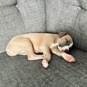 Photo №3. Grazioso Cucciolo di Whippet Gentile, giocoso e pronto a trovare una casa. Allemagne