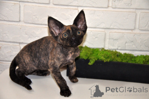 Photo №1. devon rex - à vendre en ville de Gerersheim | 350€ | Annonce № 148351