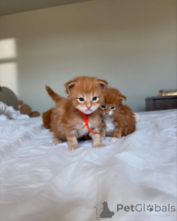 Photo №2 de l'annonce № 150609 de la vente maine coon - acheter à Allemagne de l'abri, éleveur