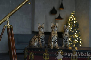 Photos supplémentaires: chatons ocelot , serval et caracal disponibles