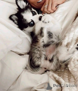 Photo №3. Prêt à partir !! à la recherche d'une famille qui les aimera et les prendra. USA