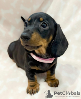 Photo №2 de l'annonce № 132762 de la vente teckel - acheter à Allemagne annonce privée