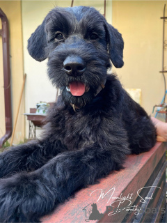 Photos supplémentaires: Chiots Schnauzer Géant (3 mois)