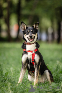 Photo №1. chien bâtard - à vendre en ville de Москва | Gratuit | Annonce №76018