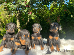 Photo №2 de l'annonce № 160298 de la vente dobermann - acheter à La finlande annonce privée