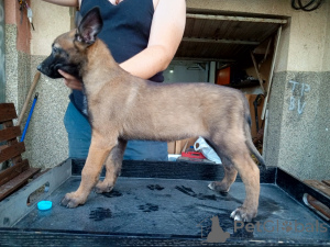 Photo №4. Je vais vendre malinois en ville de Jagodina.  - prix - 900€