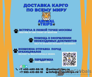 Photo №2. Services de livraison et de transportation des chats et des chiens en Fédération de Russie. Price - négocié. Annonce № 9386