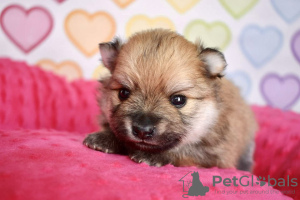 Photos supplémentaires: Chiots Spitz de Poméranie