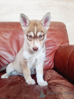Photo №1. husky de sibérie - à vendre en ville de Odensa | négocié | Annonce №169990