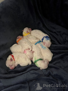 Photo №3. Rein Wunderschöne Bichon Frise-Welpen Zu Verkaufen. Allemagne