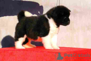 Photo №1. akita (chien) - à vendre en ville de Belgrade | négocié | Annonce №127580