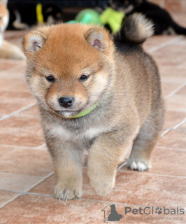 Photo №3. Chiots Shiba Inu. Serbie