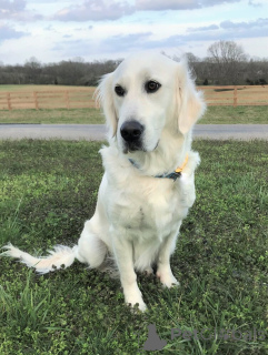 Photo №1. golden retriever - à vendre en ville de Nashville | 2763€ | Annonce №135521