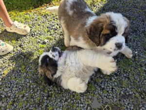 Photo №2 de l'annonce № 172431 de la vente saint-bernard - acheter à L'Autriche éleveur