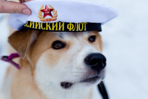 Photo №1. chien bâtard - à vendre en ville de Saint-Pétersbourg | Gratuit | Annonce №5023