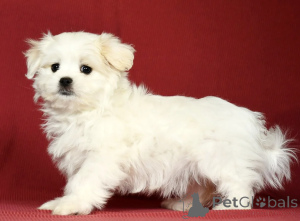 Photo №1. bichon maltais - à vendre en ville de Dublin | négocié | Annonce №158214