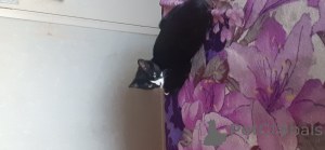 Photo №2 de l'annonce № 143764 de la vente british shorthair - acheter à La Grande-Bretagne annonce privée