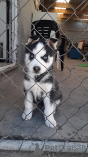 Photo №1. husky de sibérie - à vendre en ville de Vamdrup | 872€ | Annonce №157430