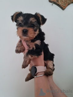 Photo №1. yorkshire terrier - à vendre en ville de Франкфурт-на-Майне | 300€ | Annonce №103529