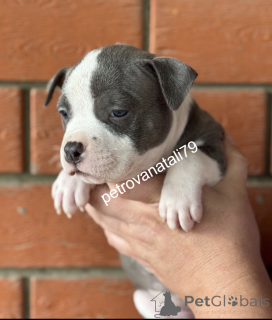 Photo №2 de l'annonce № 146122 de la vente american bully - acheter à Fédération de Russie éleveur