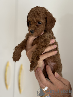 Photos supplémentaires: Chiots caniches miniatures