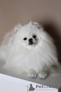 Photo №4. Je vais vendre spitz nain en ville de Vilnius. éleveur - prix - négocié