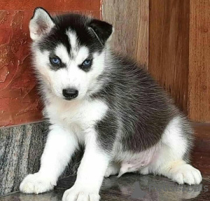 Photo №1.  - à vendre en ville de Antheia | 484€ | Annonce №161133