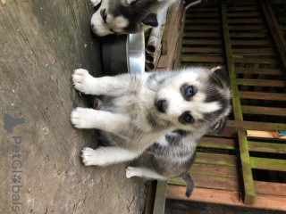 Photo №1. husky de sibérie - à vendre en ville de Munich | 400€ | Annonce №114668