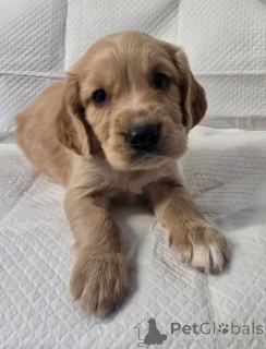 Photo №2 de l'annonce № 161376 de la vente cavalier king charles spaniel - acheter à USA annonce privée