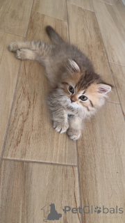 Photo №1. british longhair - à vendre en ville de Genève | négocié | Annonce № 147416