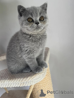 Photo №3. De beaux bébés British Shorthair à la recherche de leur famille parfaite. République Tchèque