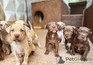 Photo №4. Je vais vendre  en ville de Сухум. annonce privée, éleveur - prix - 616€