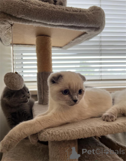 Photo №1. scottish fold - à vendre en ville de Böblingen | 350€ | Annonce № 153582