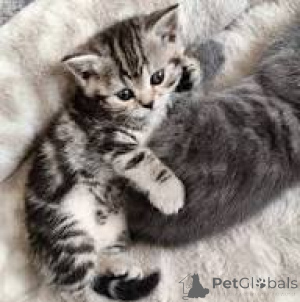 Photo №2 de l'annonce № 164659 de la vente european à poil ras - acheter à La finlande annonce privée, éleveur