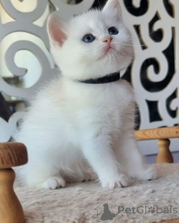 Photo №1. scottish fold - à vendre en ville de Annemasse | 750€ | Annonce № 162856