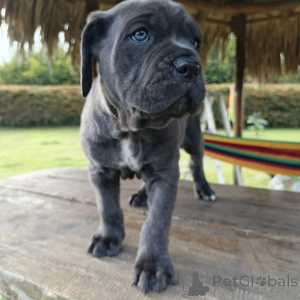 Photo №3. Majestic Cane Corso Puppies Gardiens fidèles avec un cœur dor. Pologne