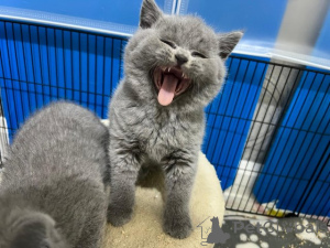 Photo №3. Chatons British Shorthair bien dressés à la maison. Allemagne