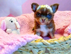 Photo №2 de l'annonce № 133506 de la vente chihuahua - acheter à USA annonce privée