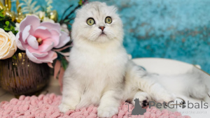 Photo №1. scottish straight - à vendre en ville de Kiev | 531€ | Annonce № 149534