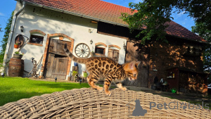 Photo №3. Superbes chatons du Bengale à vendre en bonne santé, joueurs et prêts à vivre. Allemagne